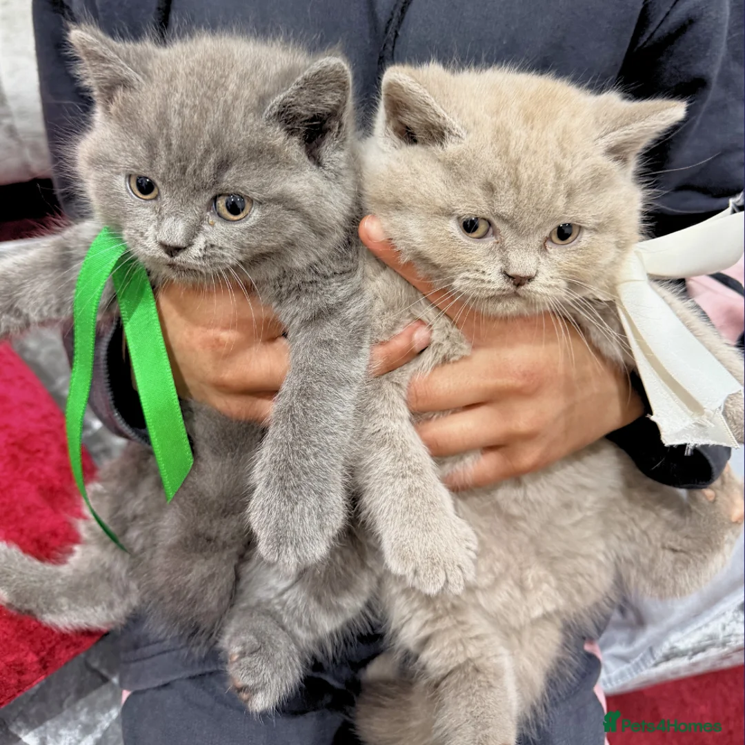 British Shorthair cats for sale: gorgeous British Shorthair kittens - Advert 1