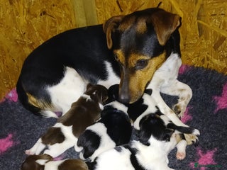Jack Russell dogs Beautiful Tri-coloured Jack Russell Puppies ❤️ - Advert 3