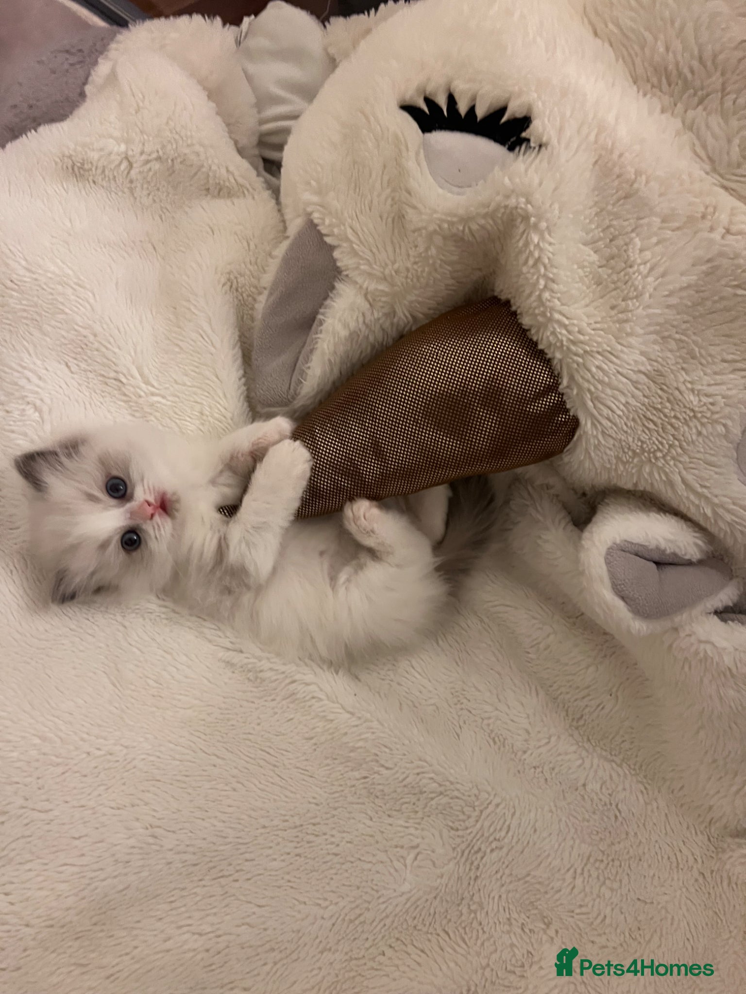 Ragdoll cats Outstanding Tica registered ragdoll kitten  - Advert 2