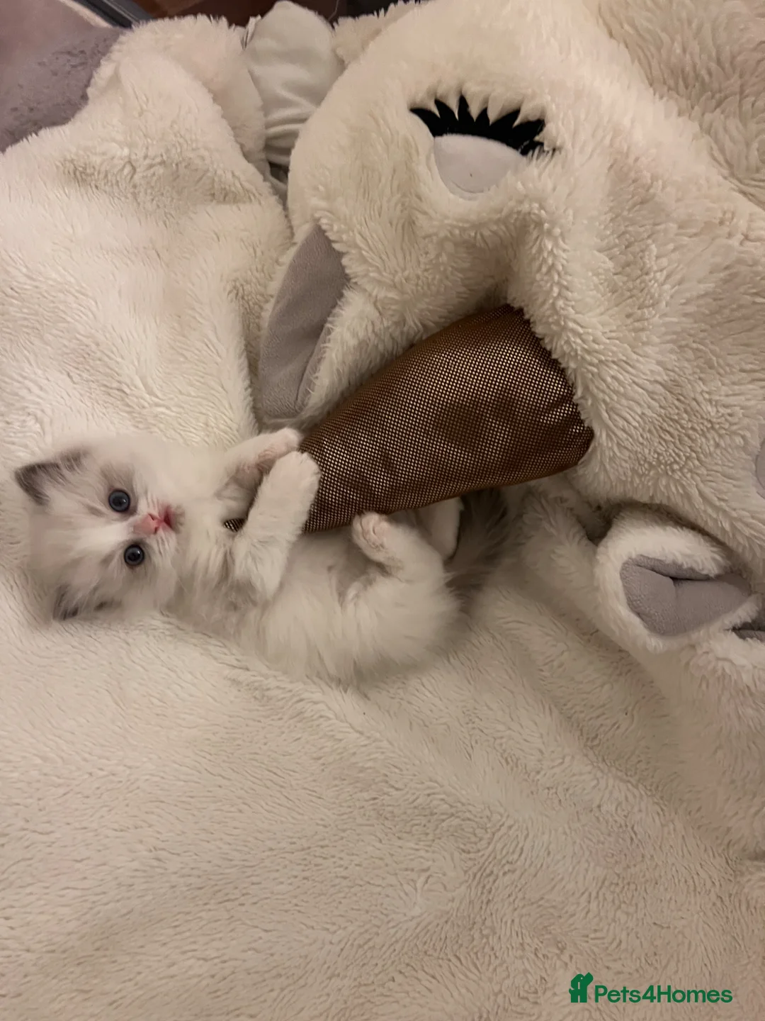 Ragdoll cats for sale: Outstanding reg female bicolour ragdoll kitten  in London - Advert 2