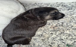 German Shepherd dogs for sale: German shepherd puppies  - Image 13