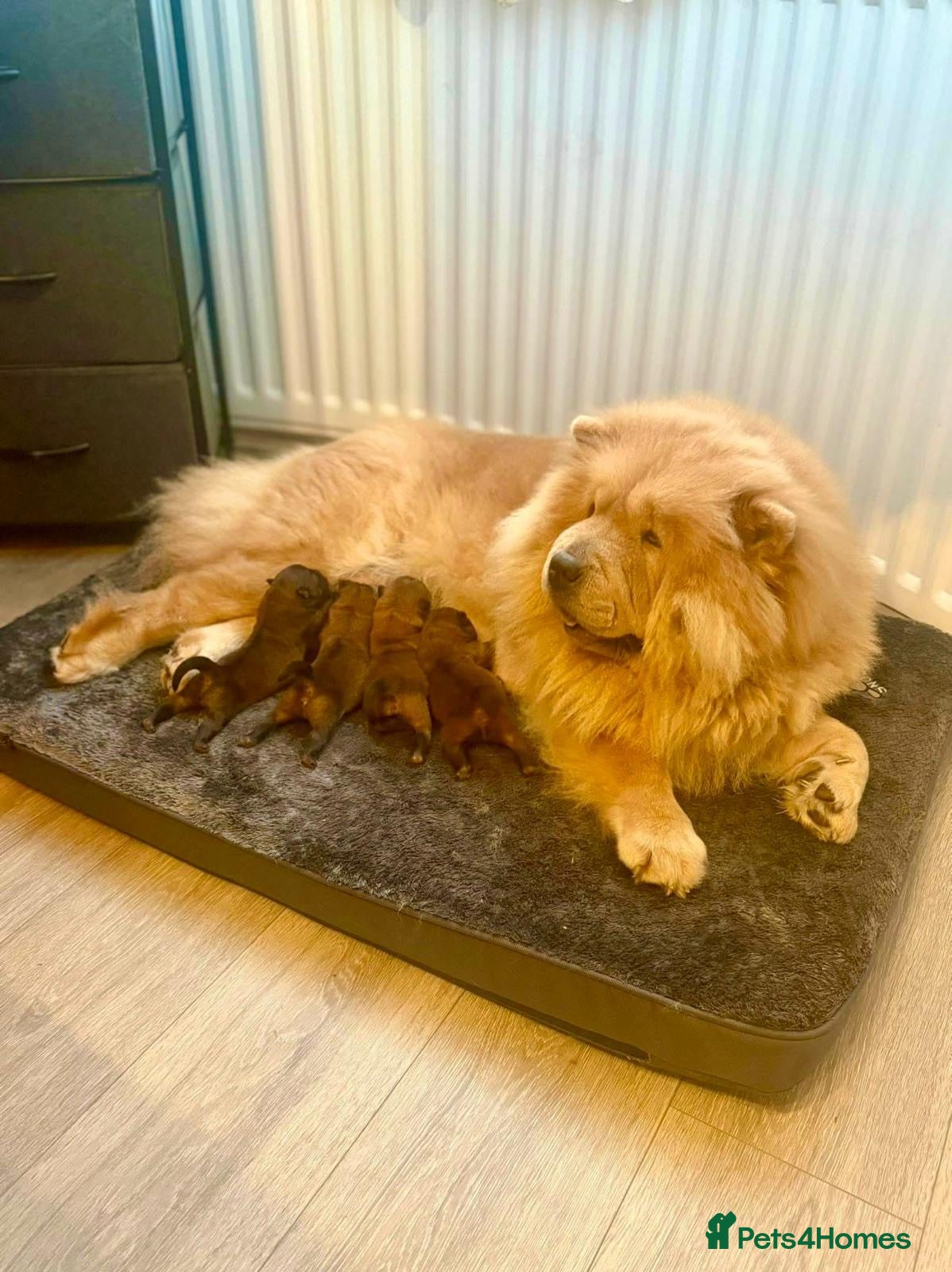 Chow Chow dogs Puppy 1  - Advert 3