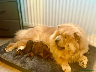 Chow Chow dogs Puppy 1 - Advert 3