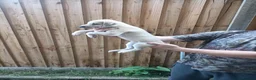 Lurcher dogs for sale: Lurcher puppies for sale in Gravesend - Advert 5