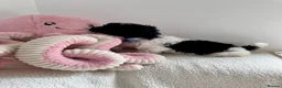 Yorkshire Terrier dogs for sale: Biewer Yorkshire Terrier Puppies 5⭐ Licensed - Advert 28