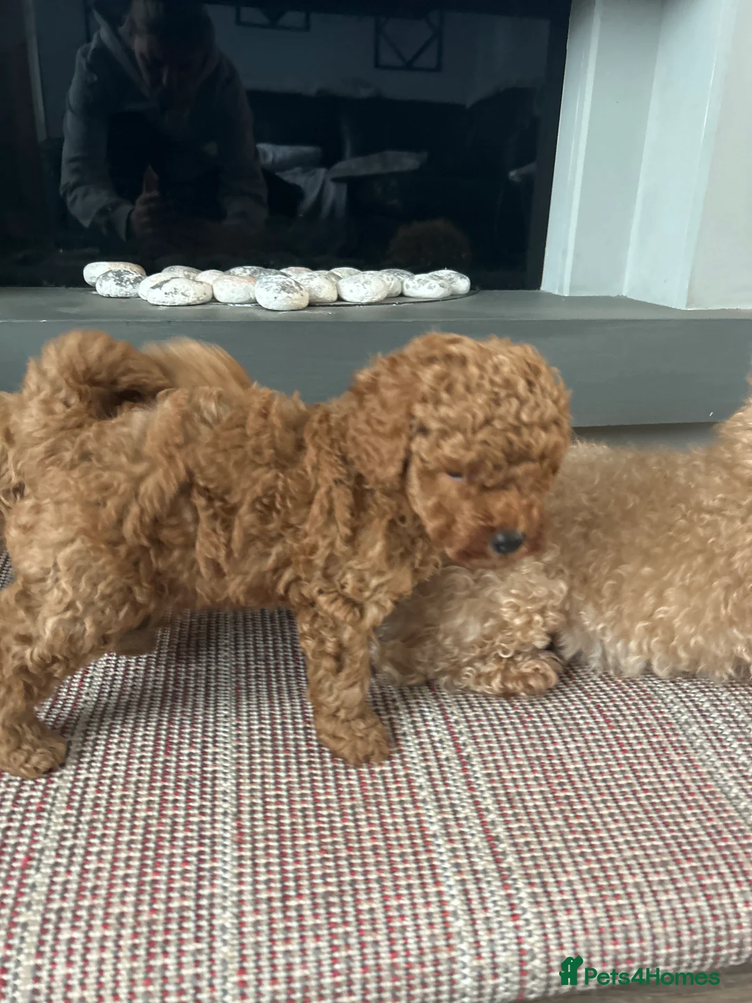 Toy Poodle dogs for sale: Beautiful toy poodle  - Advert 2