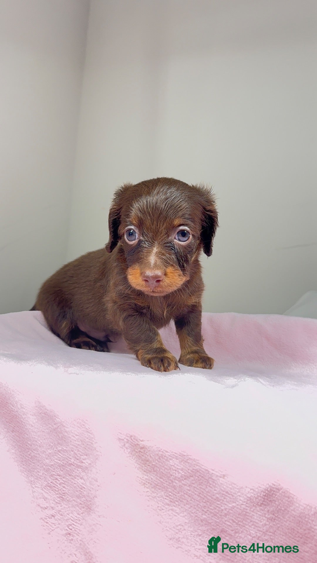 Dachshund dogs  Beautiful Miniature Dachshund Puppies 💖 - Advert 4