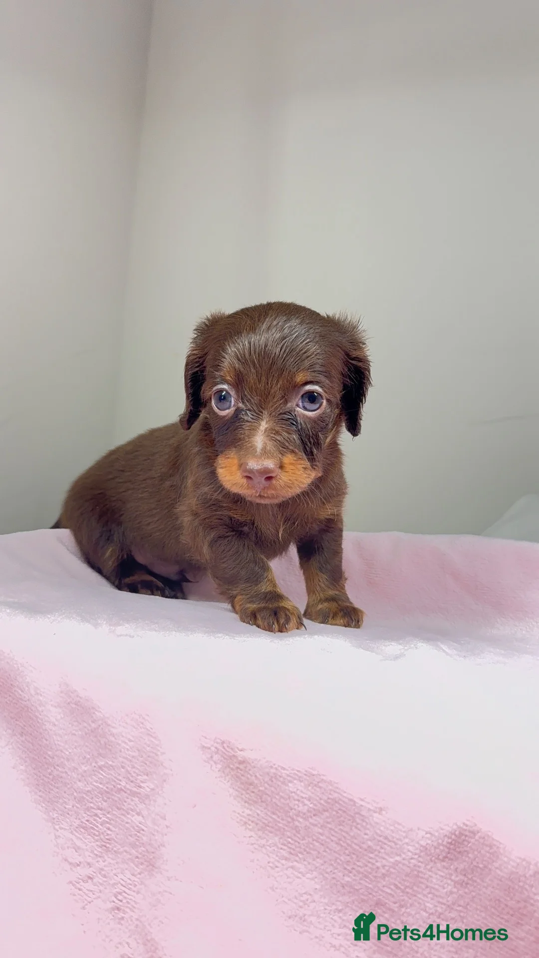 Dachshund dogs for sale:  Beautiful Miniature Dachshund Puppies 💖 - Advert 1