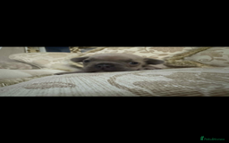 French Bulldog dogs for sale: Stunning blue fawn male available  - Image 5