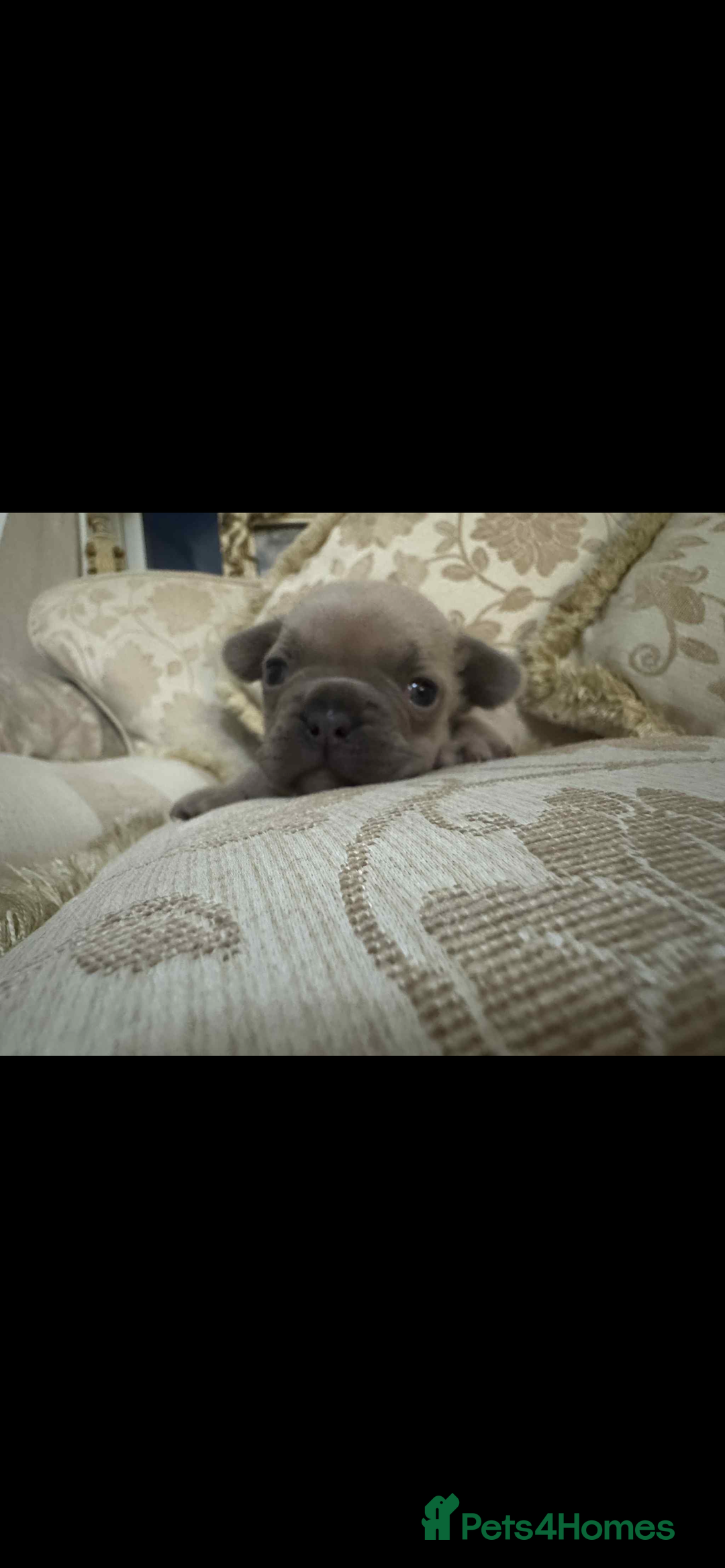 French Bulldog dogs for sale: Stunning blue fawn male available  - Image 5