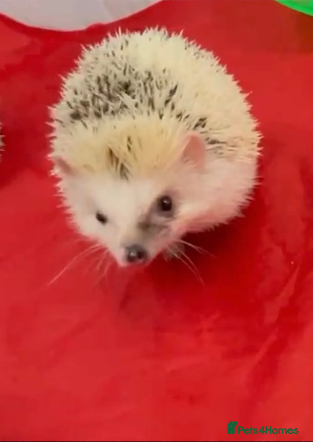 Pygmy Hedgehog rodents for sale: Mew Young MALE 7 month Old African Pygmy Hedgehog  - Advert 3