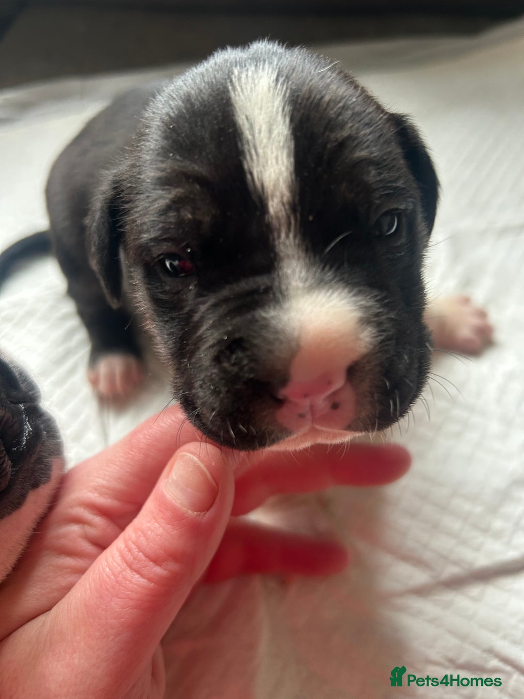 Mixed Breed dogs for sale: 🐾 11 Adorable Puppies From an Accidental Litter - Advert 30