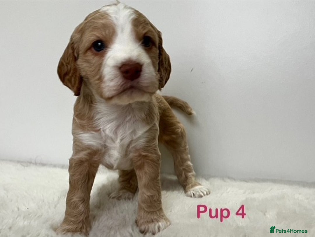 Cockapoo dogs for sale: Adorable Cocker/Cockapoo Puppies - Only 1 left! - Advert 8