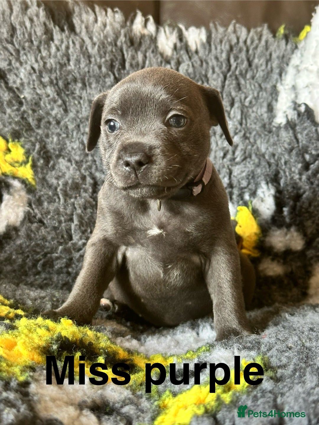 Staffordshire Bull Terrier dogs for sale: Adorable KC Reg/Health Tested SBT Puppies - Image 13