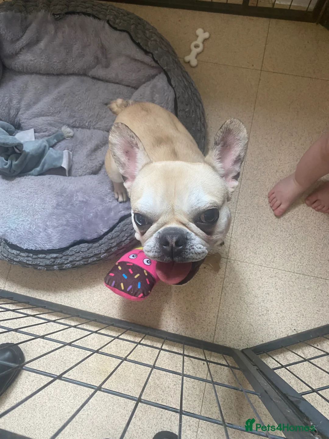 Mixed Breed dogs for sale: French bulldog/ pug - frug - Advert 2