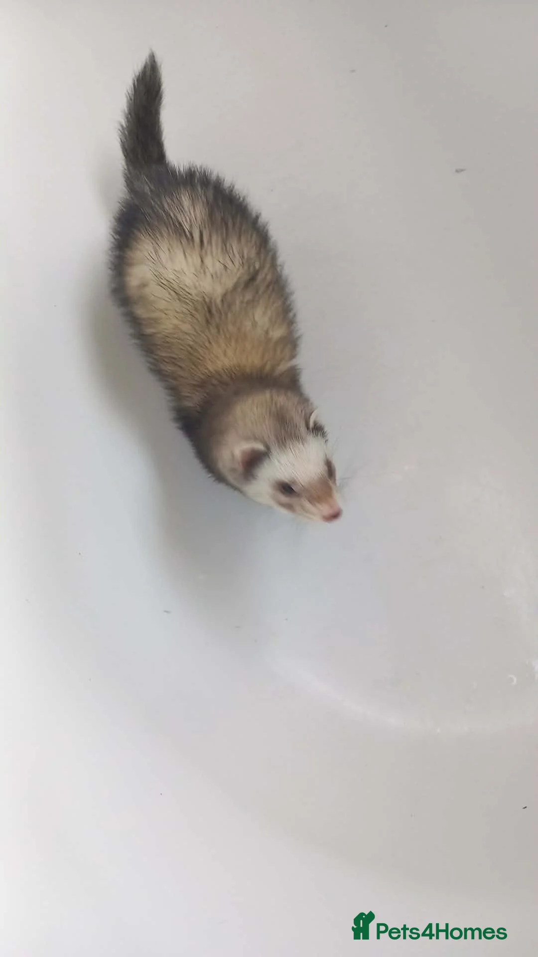 Ferret rodents for sale: Ferret  **  in Nottingham - Advert 2