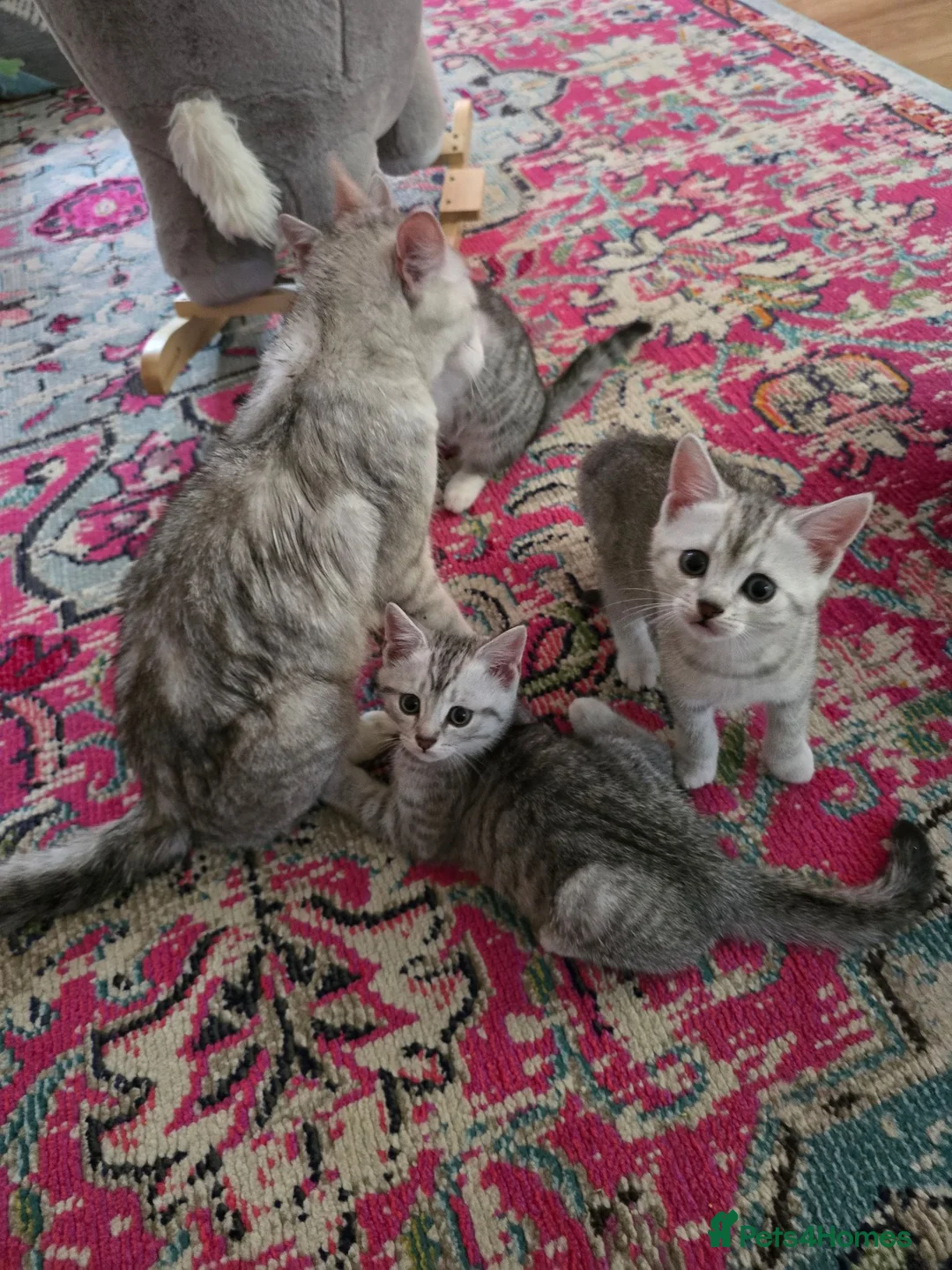 Mixed Breed cats for sale: Lovely litter of Mackrell tabby kittens in Warminster - Advert 2