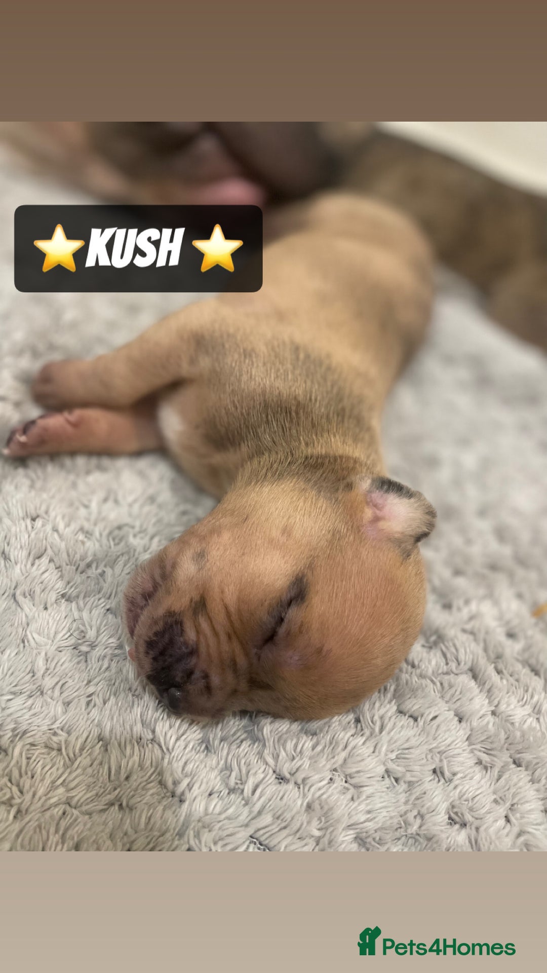 Mixed Breed dogs for sale: PUPPIES 4 SALE - Image 9