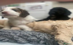 Cockapoo dogs for sale: Beautiful cockapoo puppies - Image 36