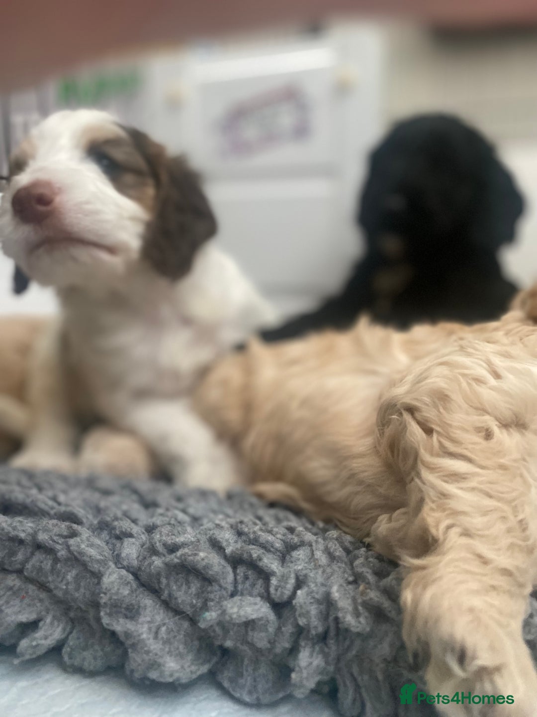 Cockapoo dogs for sale: Beautiful cockapoo puppies - Image 36