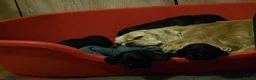 American Cocker Spaniel dogs for sale: American cocker spaniels puppies - Advert 19