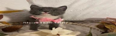 Ragdoll 3