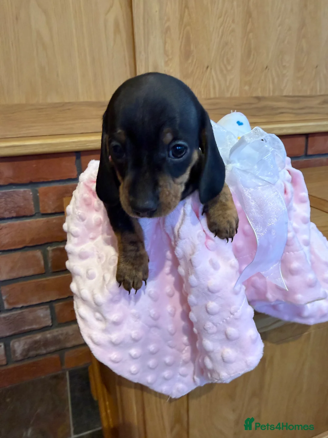 Dachshund dogs for sale: Miniature dachshunds  - Advert 15