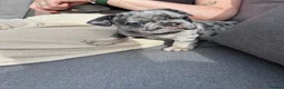 French Bulldog dogs for sale: French Bulldog merle girl left - Advert 8
