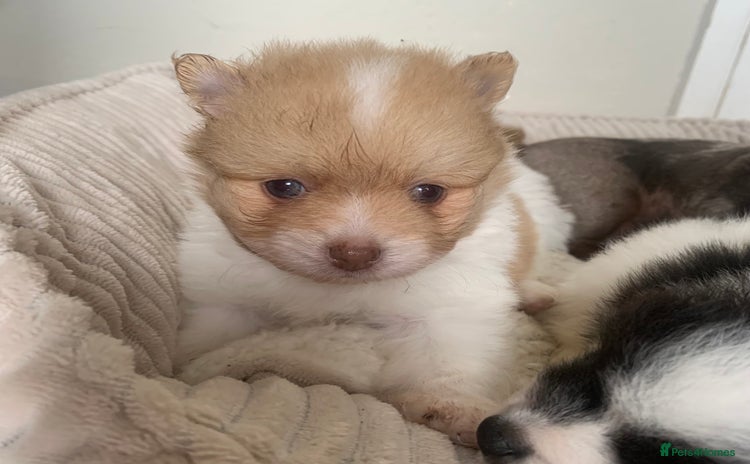 Pomeranian dogs - Advert 1