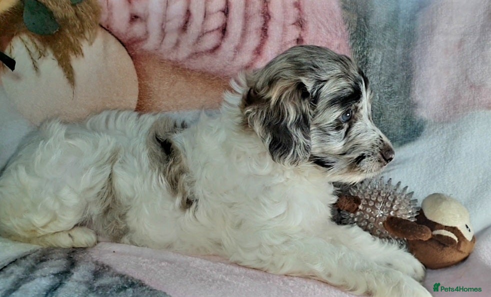 Mixed Breed dogs STUNNING RARE COLOURS F1B GOLDENDOODLE LITTER - Advert 2