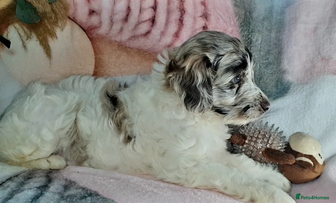 Mixed Breed dogs for sale: STUNNING RARE COLOURS F1B GOLDENDOODLE LITTER - Advert 22