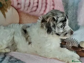 Mixed Breed dogs STUNNING RARE COLOURS F1B GOLDENDOODLE LITTER - Advert 2