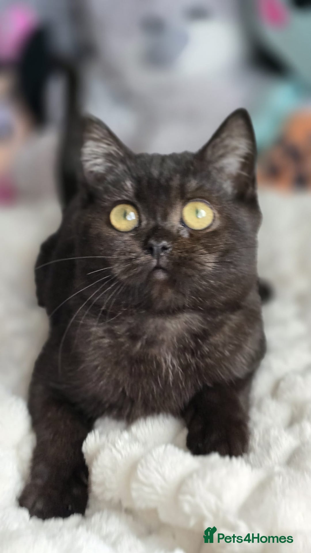 British Shorthair cats for sale: 3 Beautiful kittens available - Advert 12