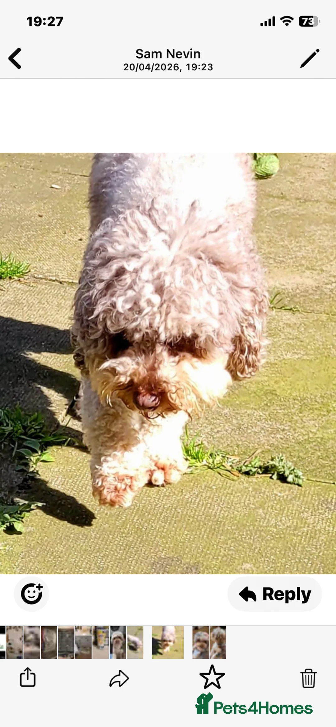 Cavapoo dogs for sale: Choc merle cavapoo girl in Manchester - Advert 2