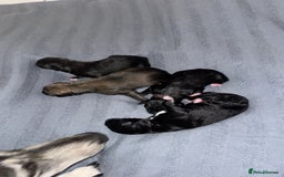 Mixed Breed dogs for sale: German Shepard/husky cross puppies  - Image 2