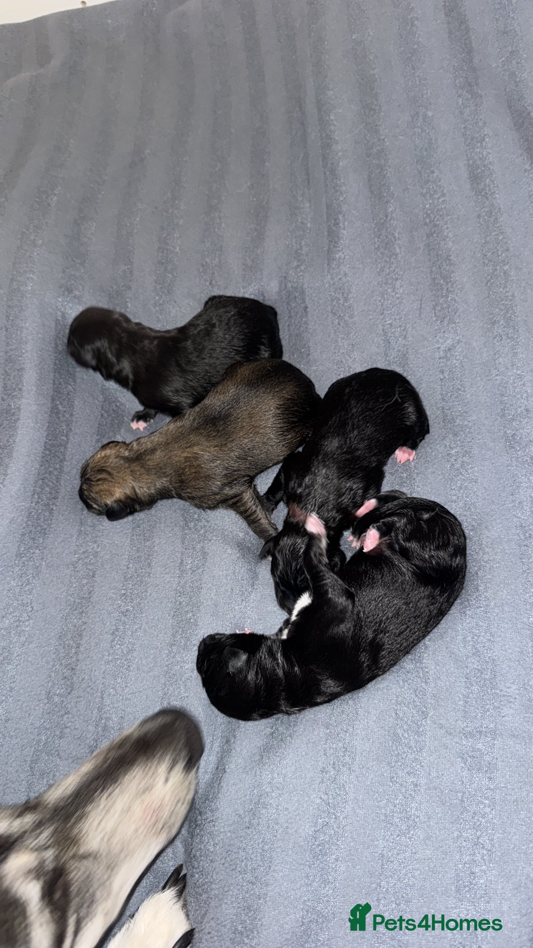 Mixed Breed dogs for sale: German Shepard/husky cross puppies  - Image 2