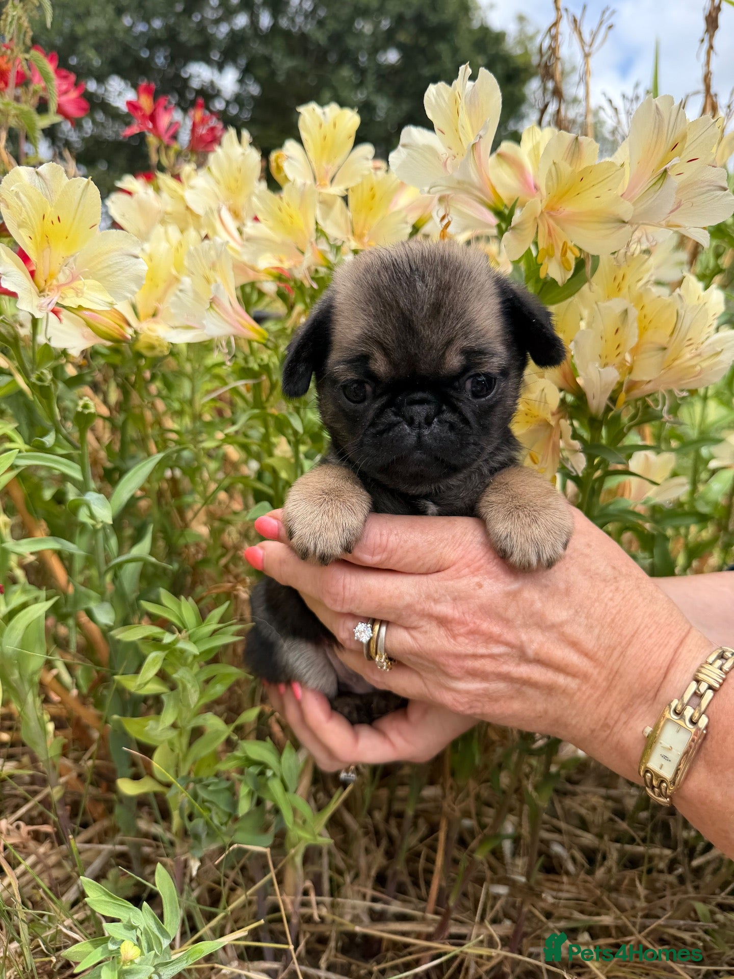 Pug dogs Coloured Pug Puppies For Sale - Advert 14