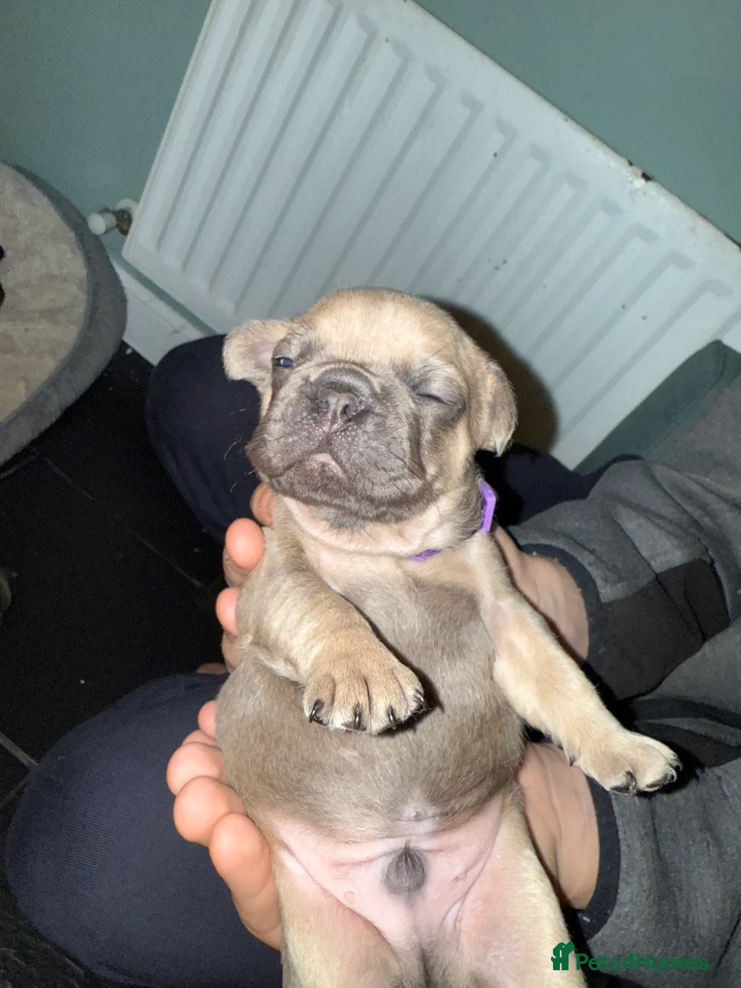 French Bulldog dogs for sale: French Bulldog Puppies - Advert 9