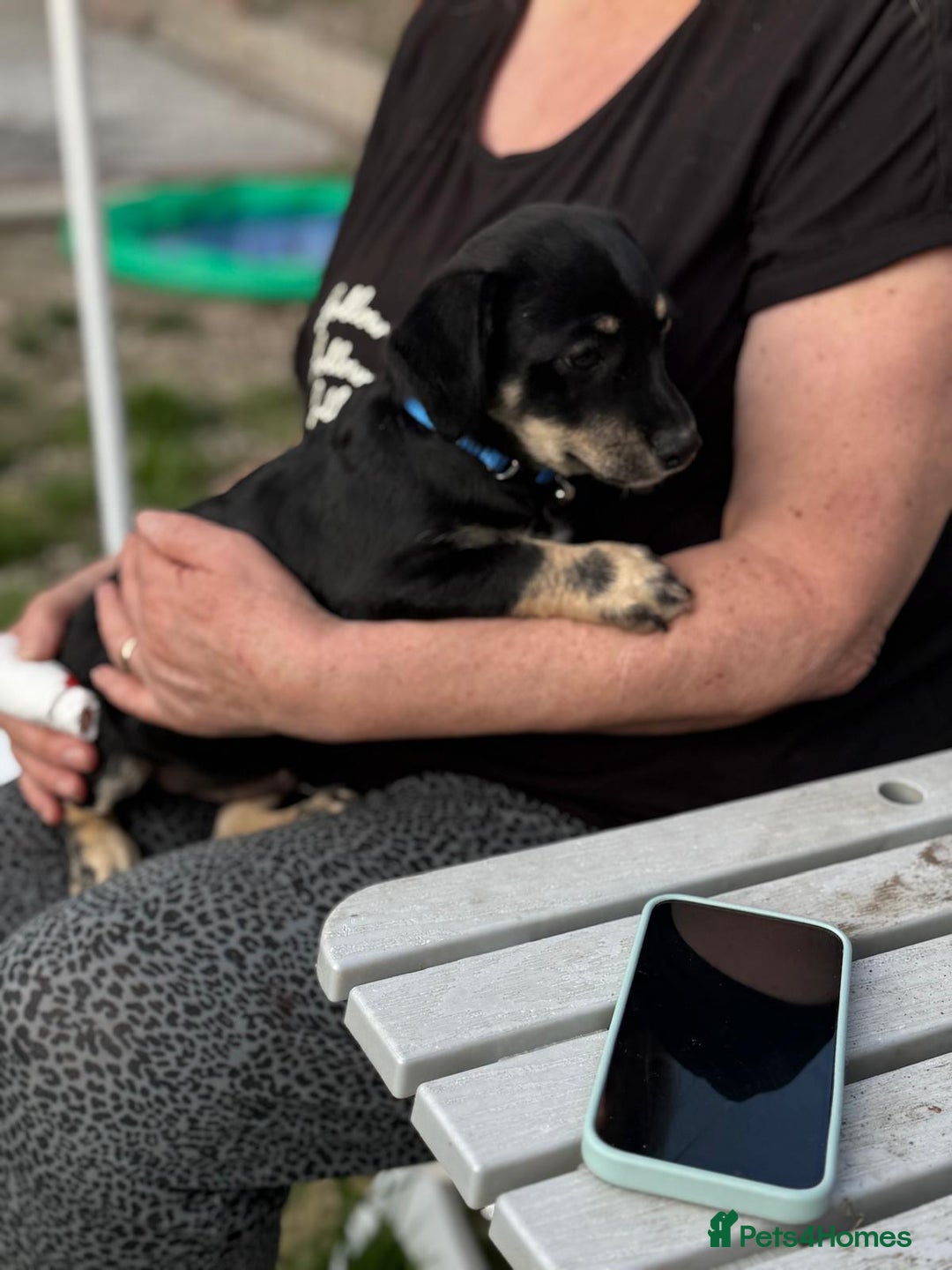 Mixed Breed dogs for adoption: OBI - a Lovely little puppy boy for a Loving Home - Image 7