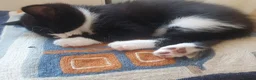 Mixed Breed cats for sale: Two cute and characterful female tuxedo kittens in London - Advert 5