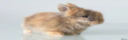 Lionhead rabbits for sale: *Reduced* Quality Double-maned Lionhead Rabbits - Advert 16