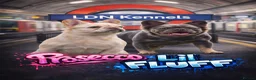 French Bulldog dogs for sale: Fluffy Frenchies looking for forever homes - Advert 3