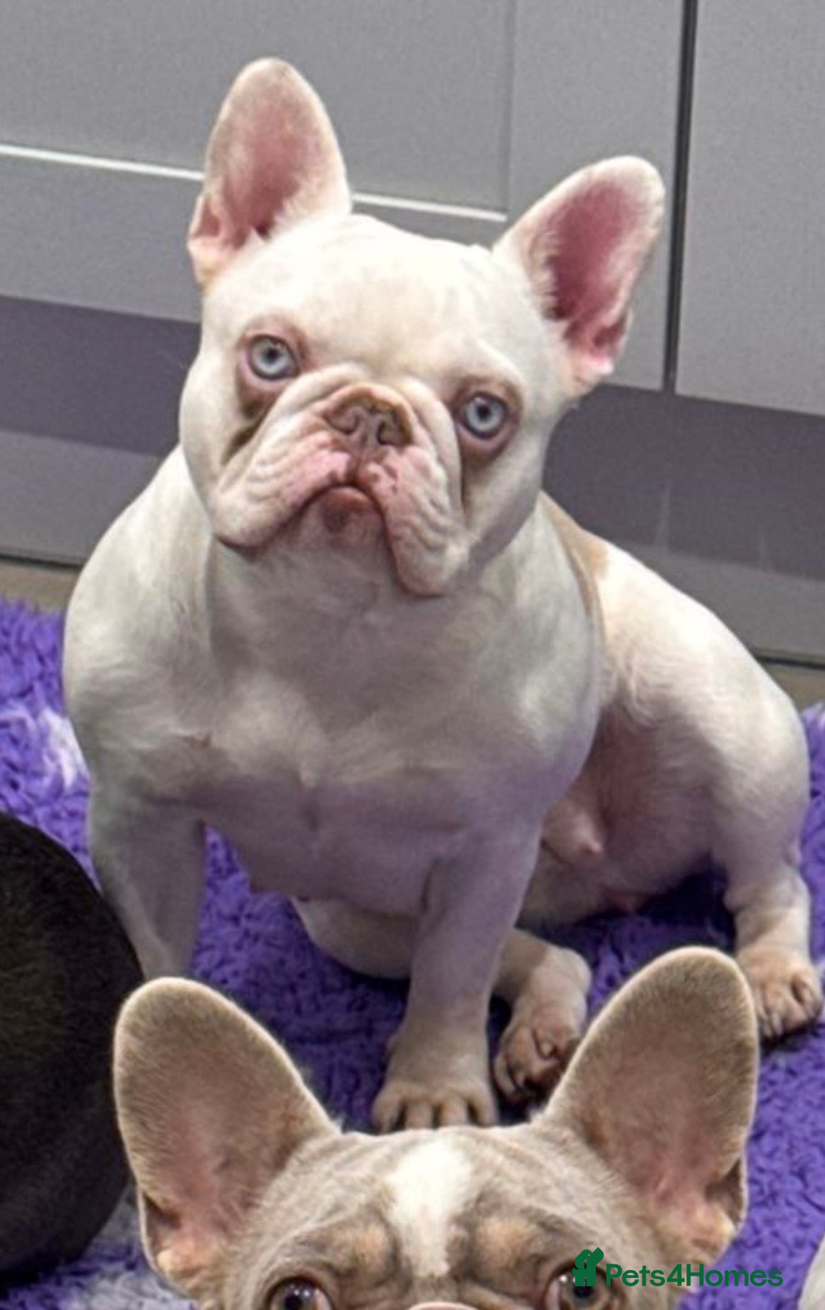 French Bulldog dogs Newshade Koi female carrying fluffy and pink  - Advert 1