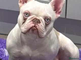 French Bulldog dogs Newshade Koi female carrying fluffy and pink - Advert 6