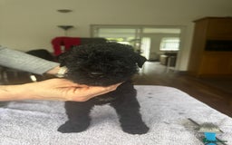 Kerry Blue Terrier dogs for sale: Kerry Blue Terrier Puppies  - Image 2