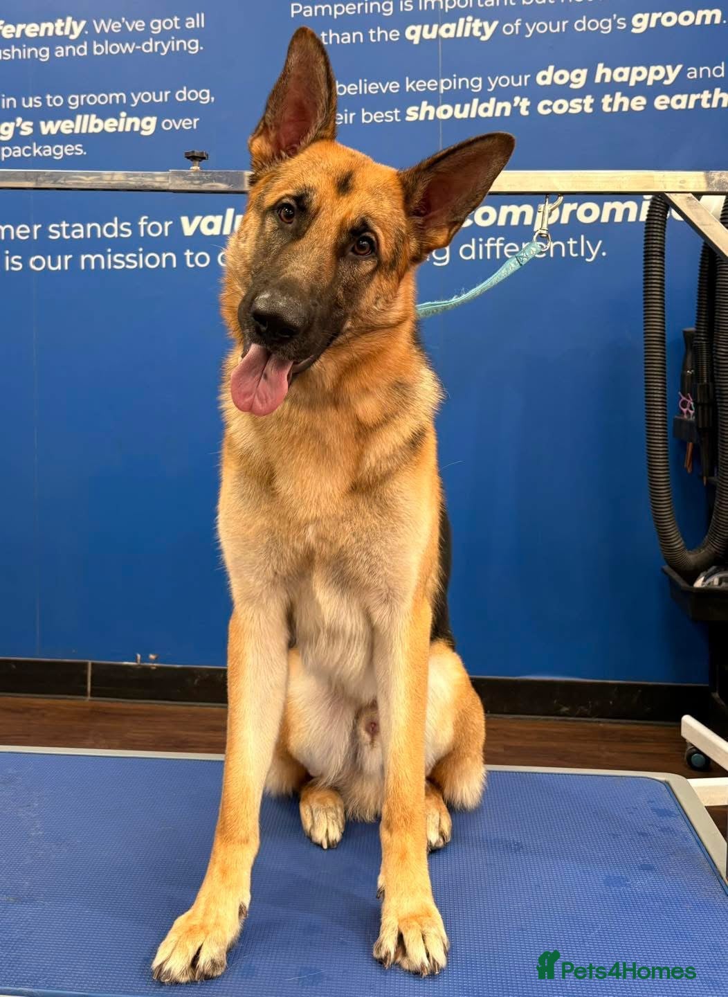 German Shepherd dogs German shepherd  - Advert 1