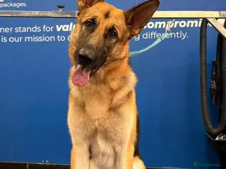 German Shepherd dogs German shepherd - Advert 1