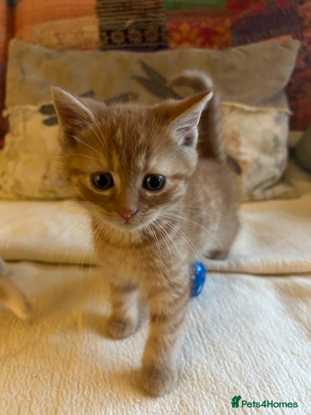 Persian cats for sale: GORGEOUS PERSIAN X KITTENS - Advert 14