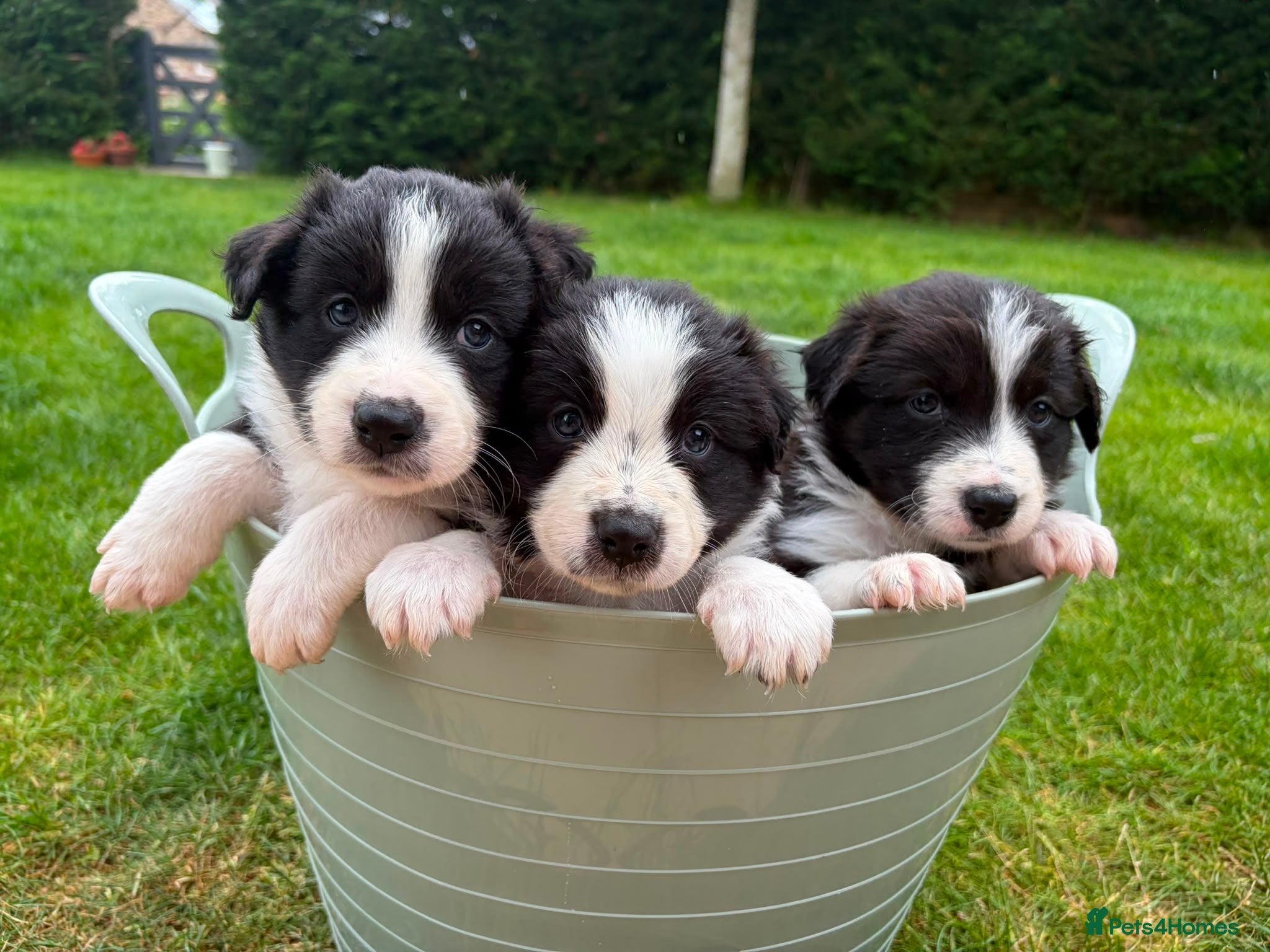 Mixed Breed dogs ✨ Beautiful Border Aussie Puppies ✨ - Advert 2