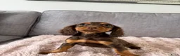Cocker Spaniel dogs for sale: BEAUTIFUL CHOC AND TAN COCKER PUPS READY NOW!  - Advert 15